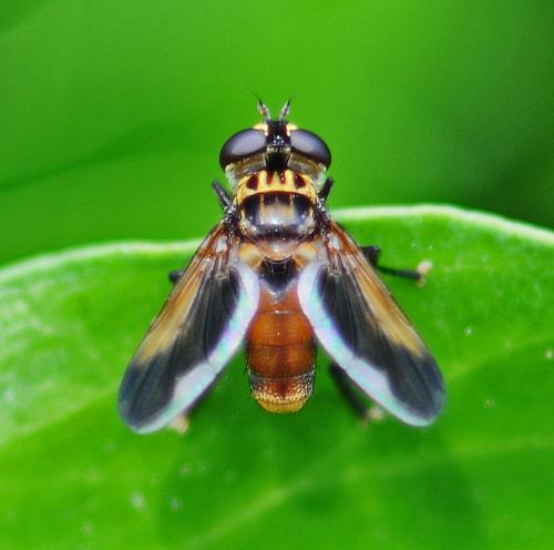 Trichopoda pictipennis